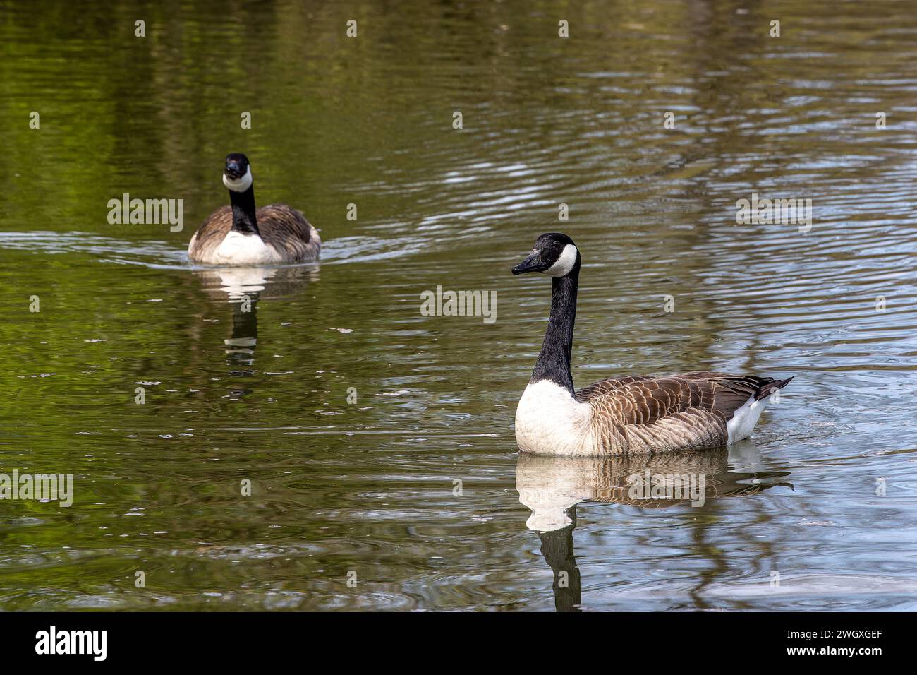 La Bernache du Canada, Branta canadensis, à un lac près de Munich, en Allemagne. C'est une oie avec une tête et un cou noirs, des taches blanches sur le visage, et un brun Banque D'Images