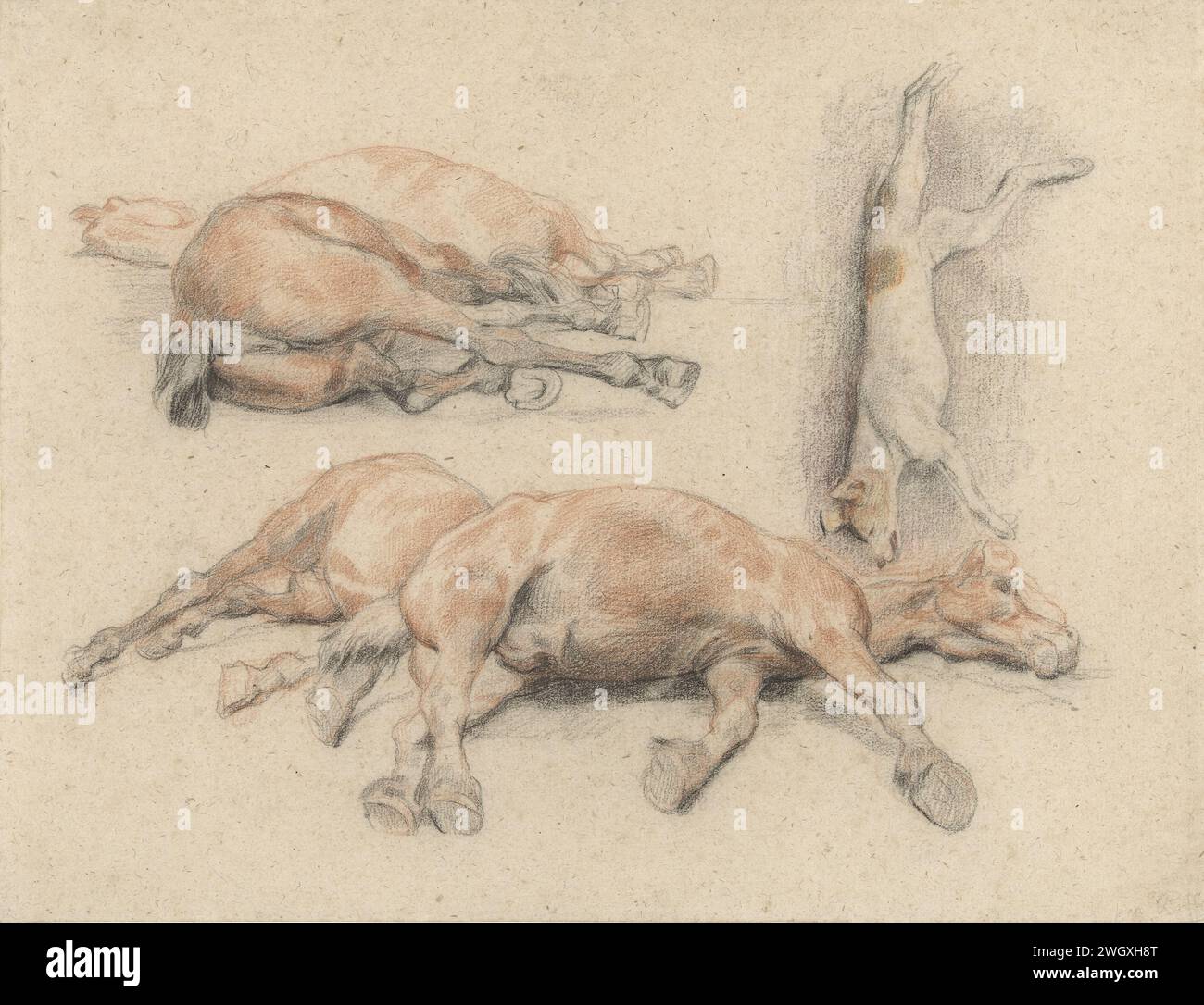 Études d'un cheval Kadaver et d'un chien suspendu mort, Denis Auguste Marie Raffet, 1814 - 1860 papier à dessin. chien craie Banque D'Images
