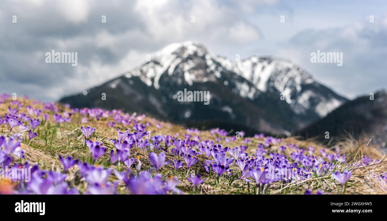 Dolina Chocholowska avec crocus violets florissants ou fleurs de safran, montagnes Tatra, Pologne. Banque D'Images