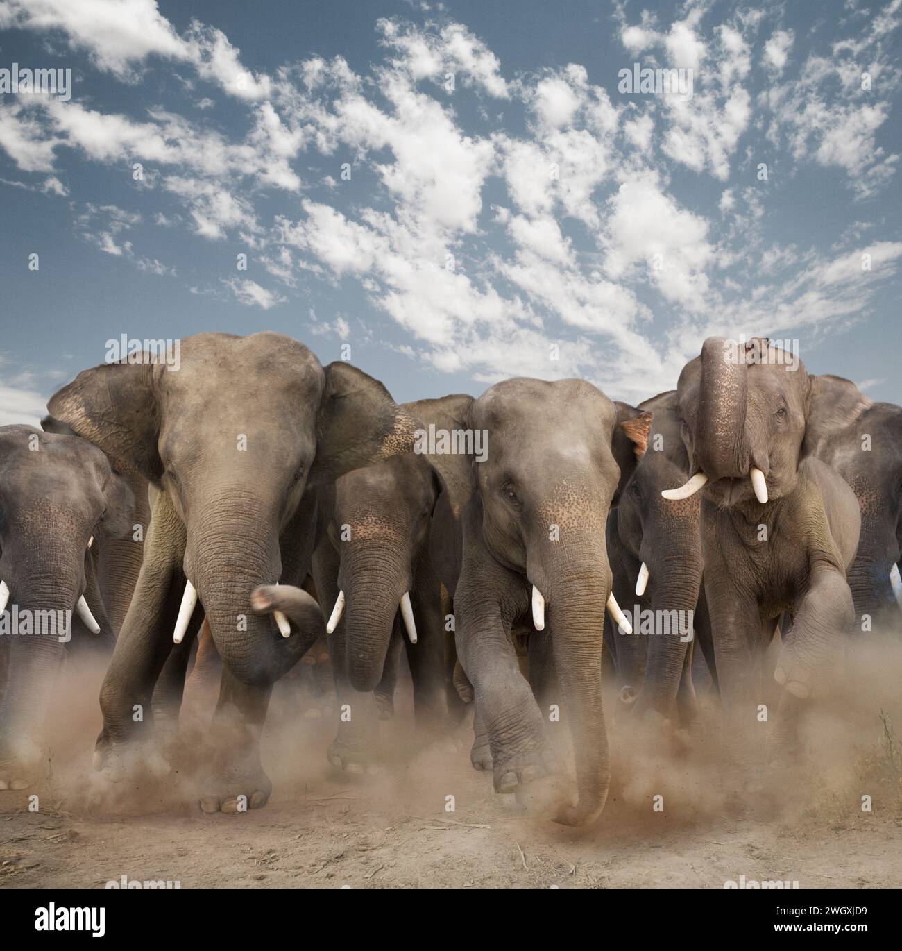 Un troupeau d'éléphants bousculent directement vers le spectateur. Banque D'Images