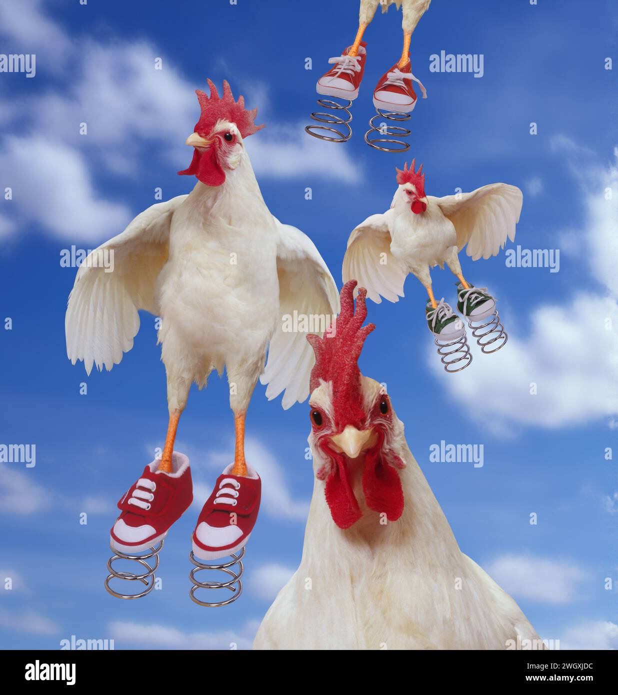 Un troupeau de poulets «printaniers» liés dans l'air avec des ressorts sur leurs chaussures dans un drôle sur le vieillissement et la jeunesse. Banque D'Images
