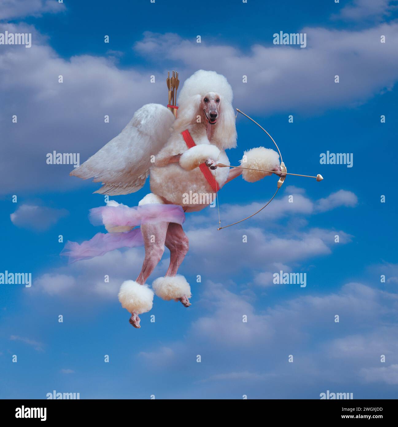 Un caniche ailé plane dans le ciel avec un arc et une flèche comme un Cupidon canin dans une photo humoristique de chien de la Saint-Valentin. Banque D'Images