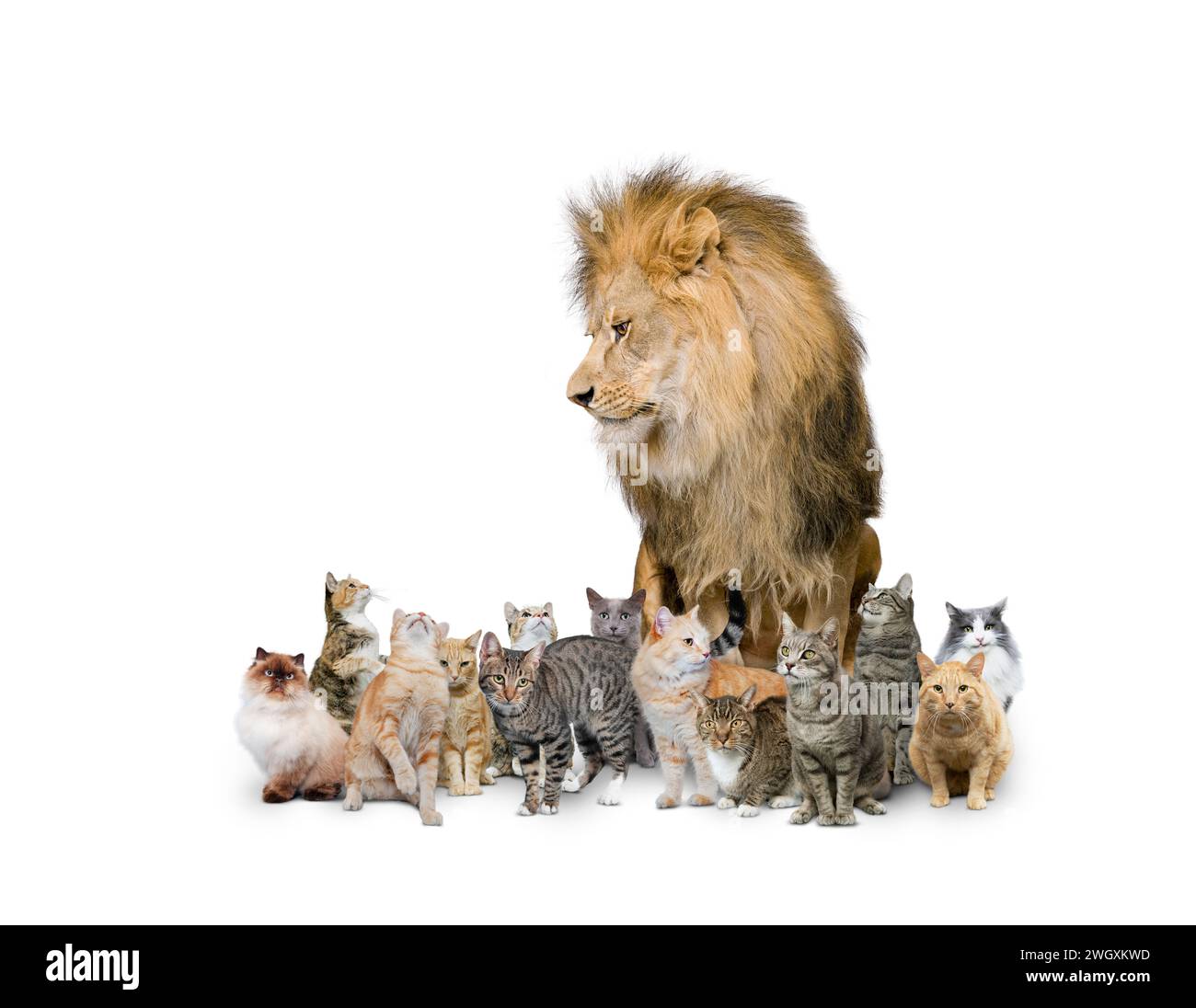 Un lion est assis au milieu d'un clowder, ou groupe, de chats sur un fond blanc dans une image amusante sur le contraste, la dominance et l'inattendu. Banque D'Images