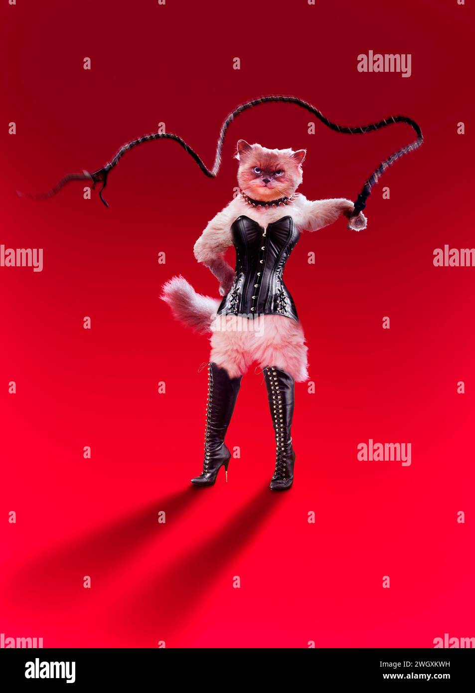 Un chat 'dominatrix' porte un corset en cuir et des bottes tout en brandissant un fouet sur un fond rouge dans une photo drôle de chat. Banque D'Images