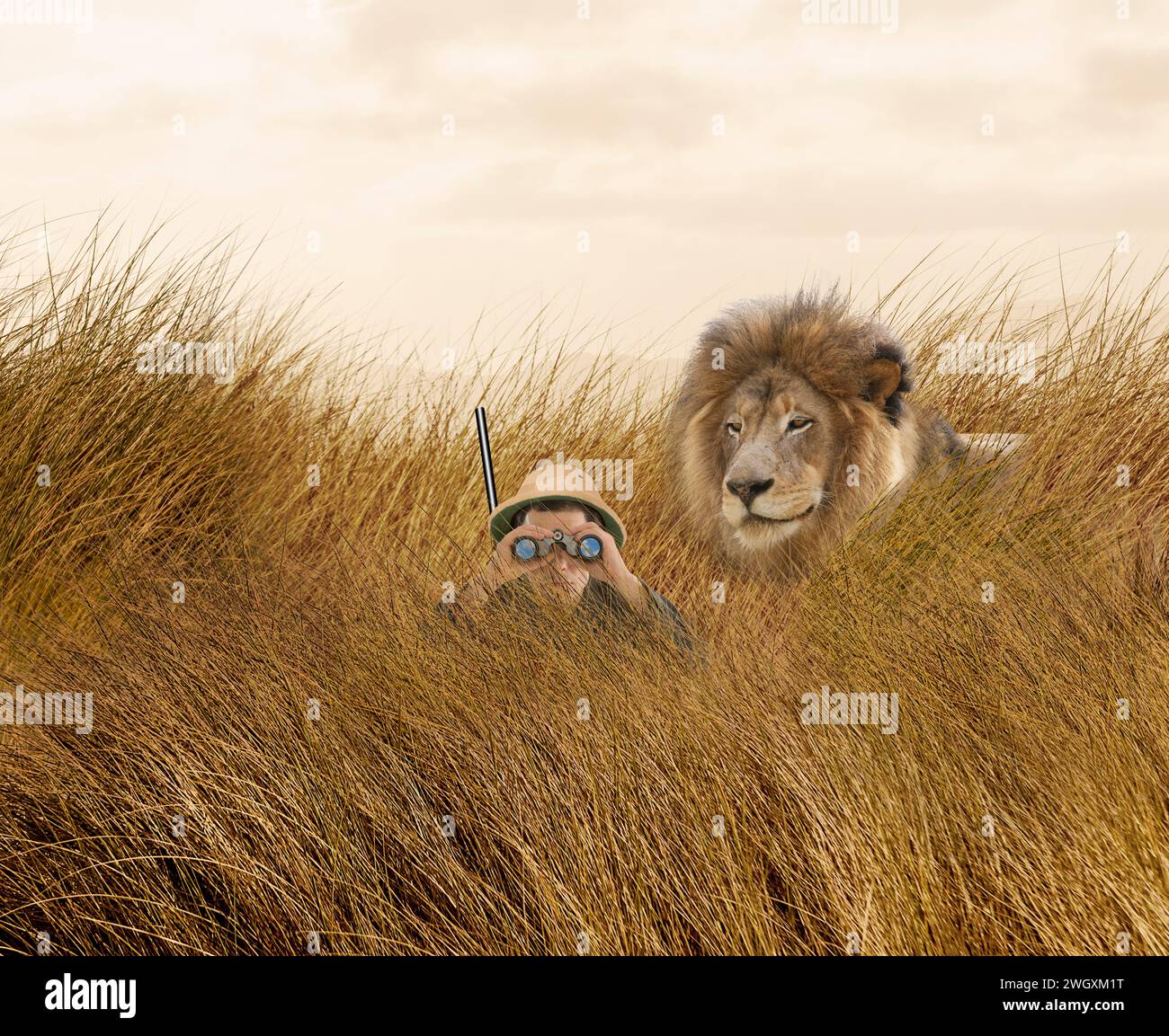 Un lion se faufile derrière un casque à moelle portant un chasseur, dans de grandes herbes, dans un regard drôle sur le chasseur vs le chassé. Banque D'Images