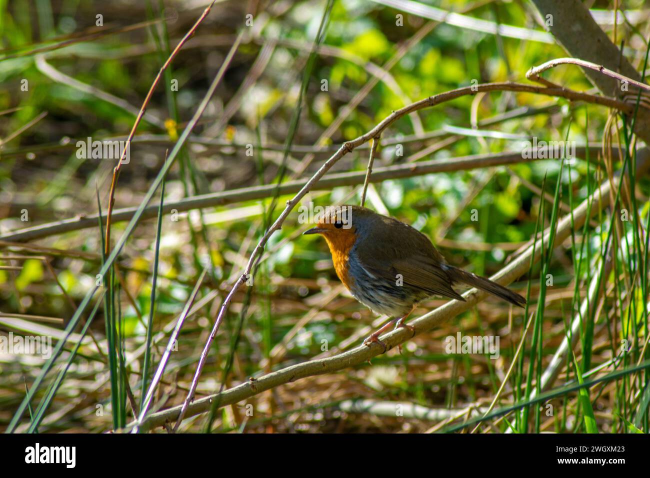 Oiseau de Robin Banque D'Images