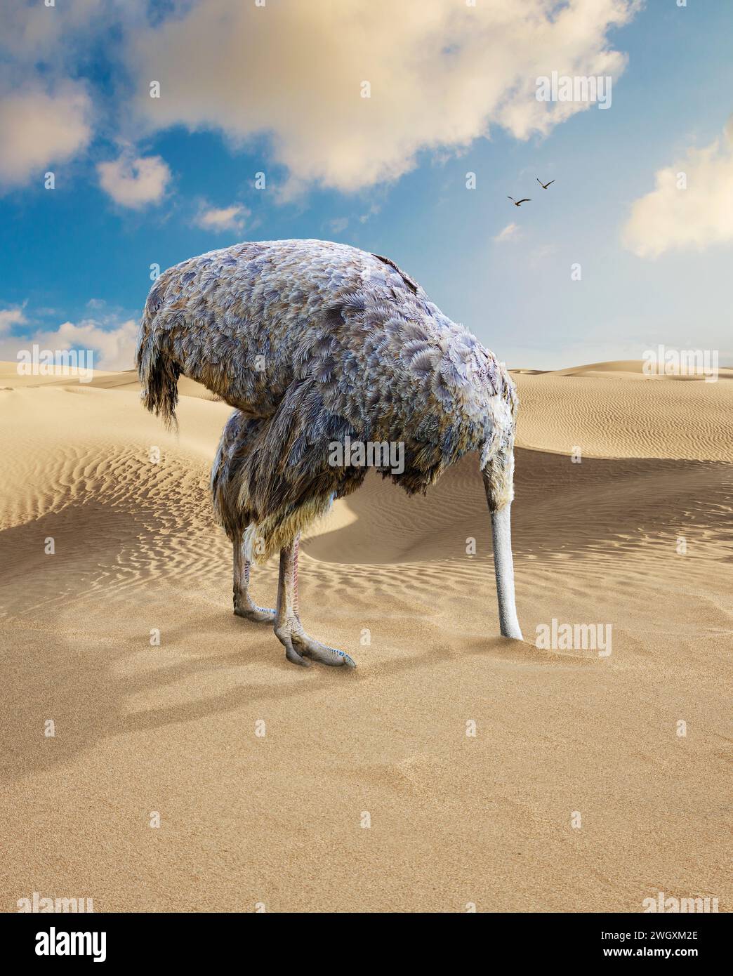Une autruche cache sa tête dans le sable dans une image sur l'évitement. Banque D'Images