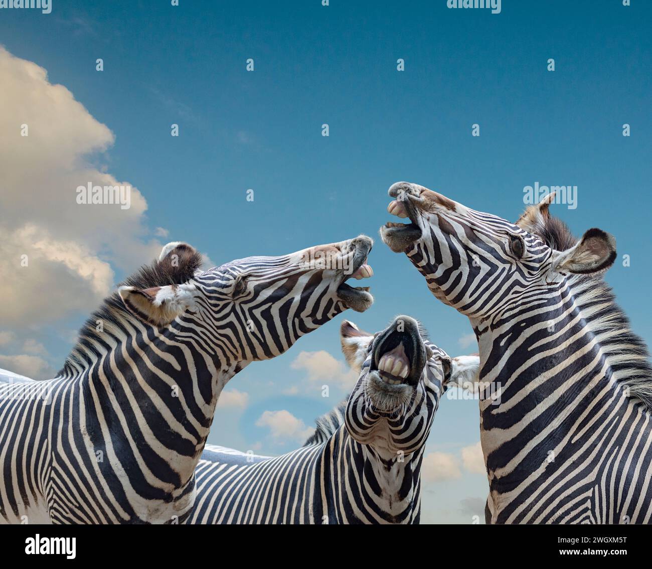 Trois zèbres lèvent la tête et se dépouillent les dents alors qu'ils semblent chanter ensemble dans une image d'animal drôle. Banque D'Images