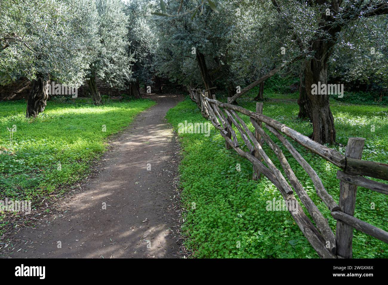 chemin piétonnier entrer dans les oliviers village du cap de sorrento, italie Banque D'Images