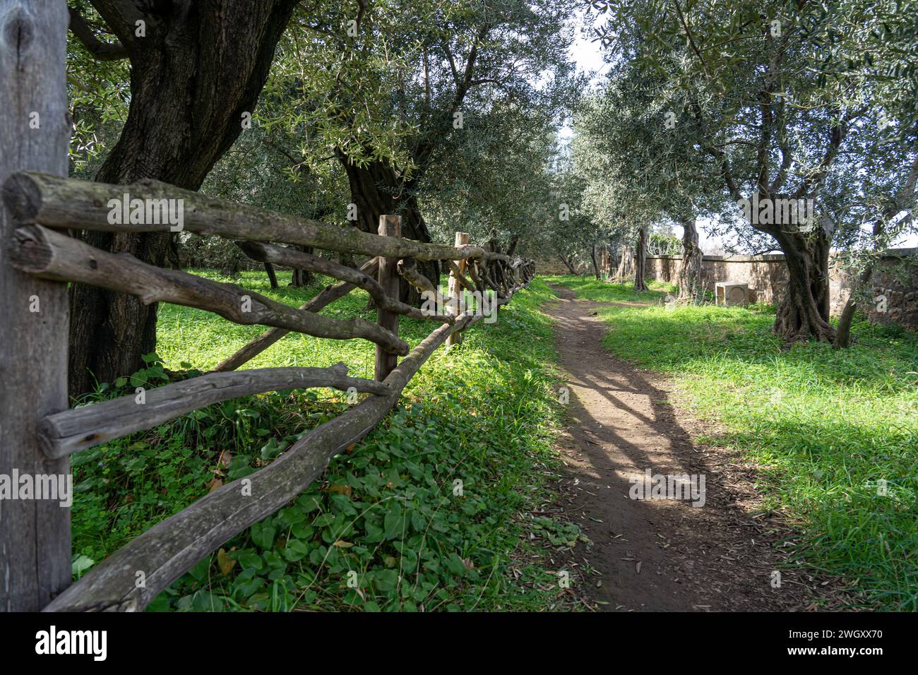 chemin piétonnier entrer dans les oliviers village du cap de sorrento, italie Banque D'Images