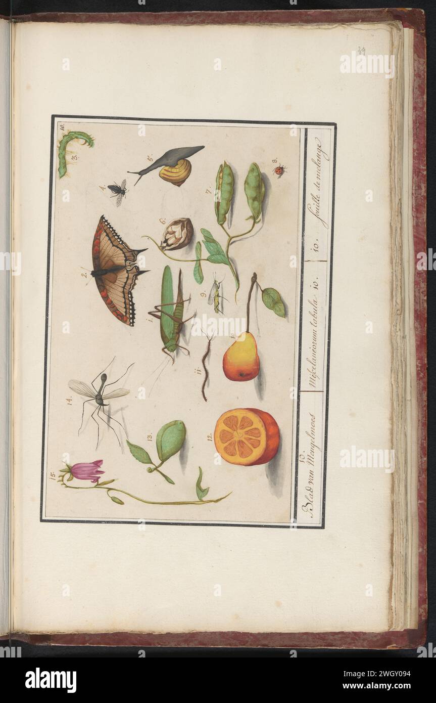 Ensemble d'histoire naturelle (no 10), Elias Verhulst (attribué à), Anselmus Boëtius de Boodt (possible), d'après Jacob Hoefnagel, 1596 - 1610 Drawing Leaf avec le dixième ensemble d'histoire naturelle avec des animaux et des plantes, numéros 1-15. Insectes (papillon, sauterelle, moustique, vol), fruits, escargot et fleurs. Numéroté en haut à droite : 10. Partie du septième album avec des dessins de reptiles, amphibiens et ensembles d'histoire naturelle. Le septième des douze albums avec des aquarelles d'animaux, d'oiseaux et de plantes connus vers 1600, commandé par l'empereur Rudolf Ier Avec explication en néerlandais, latin a Banque D'Images