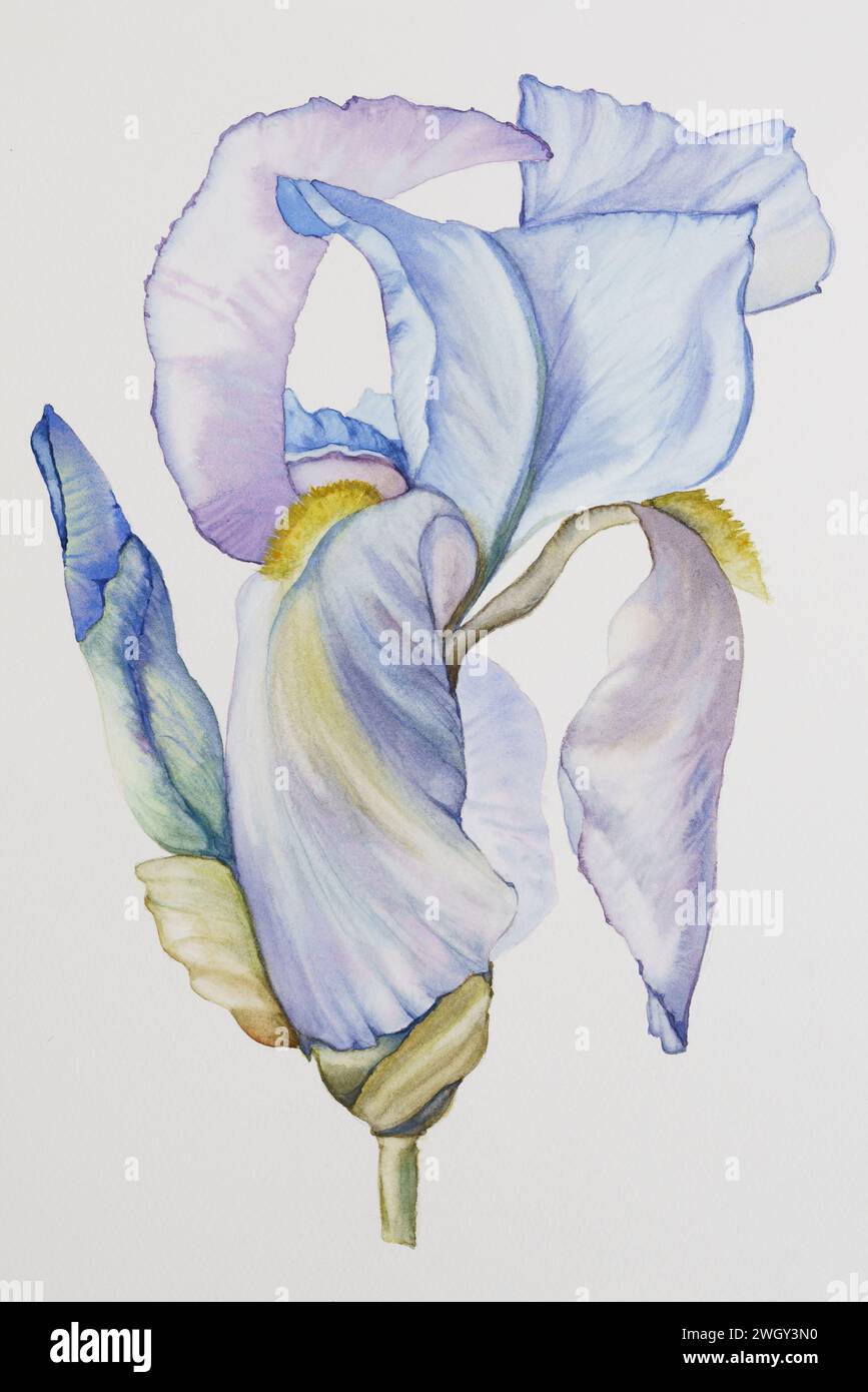 Peinture aquarelle d'iris bleu, un dessin fait à la main d'une belle fleur en gros plan sur un fond de papier de coton blanc Banque D'Images