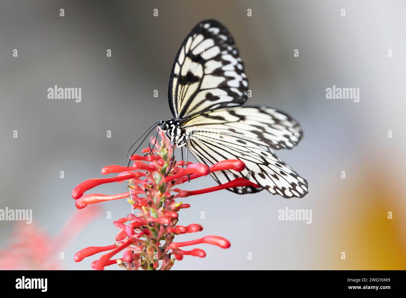 Papillon noir et blanc assis sur des fleurs rouges Banque D'Images