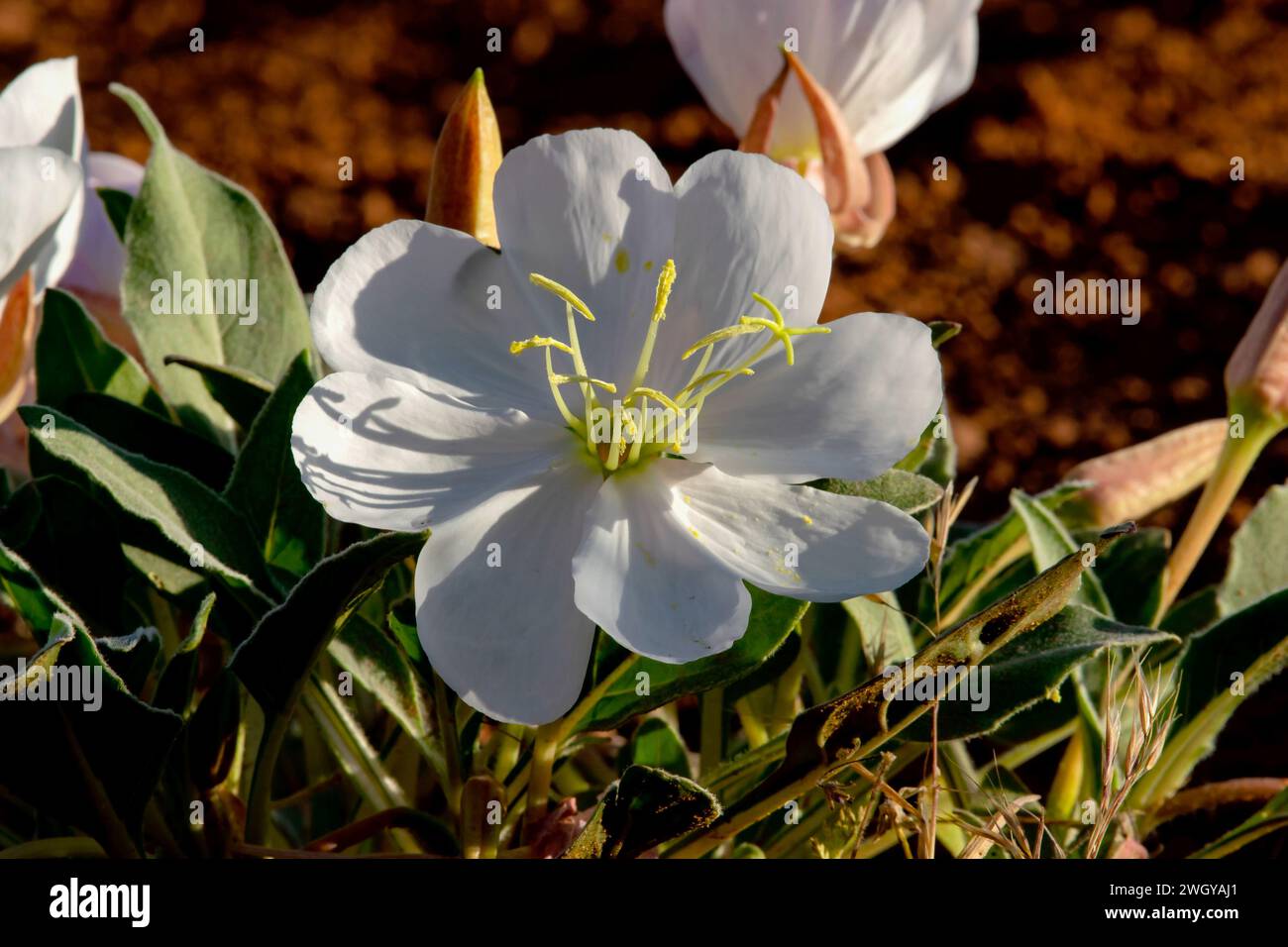 Primrose du soir nain dans le parc national d'Arches, Utah Banque D'Images