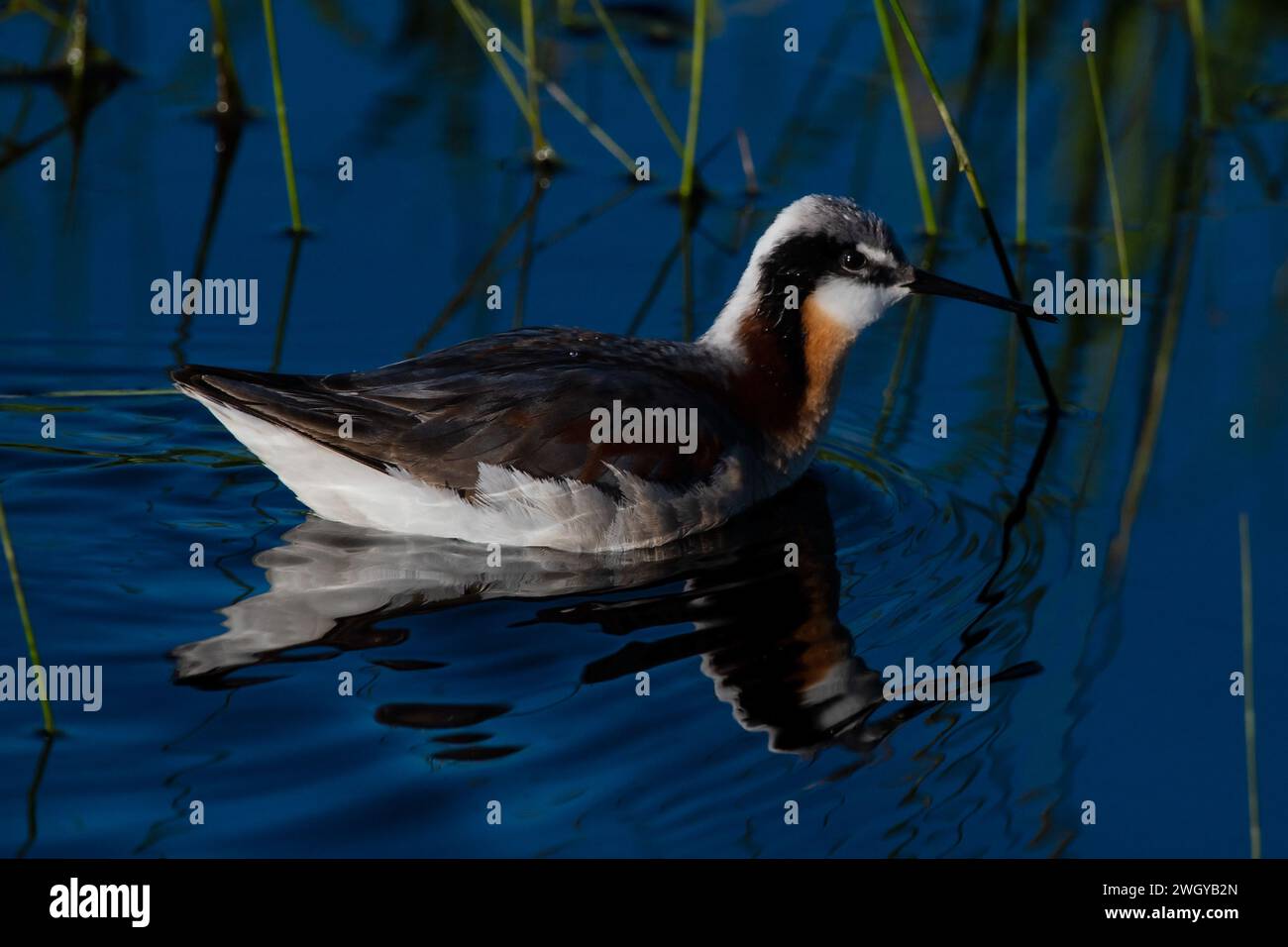 Wilson's Phalarope à Camas Marsh, Idaho Banque D'Images
