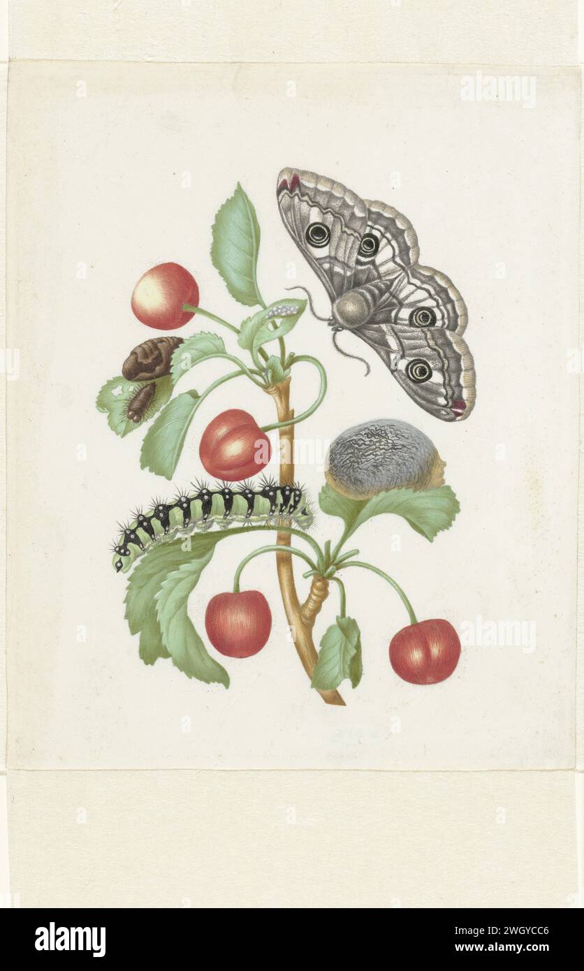Métamorphose d'un petit empereur Moth, Maria Sibylla Merian (atelier de), d'après Dorothea Maria Gsell, après 1679 dessin branche à la cerise douce avec la métamorphose d'une chenille à un papillon. parchemin (matière animale). aquarelle (peinture). gouache (peinture) fruits : cerise. insectes : cocon. insectes : chenille. insectes : papillon Banque D'Images