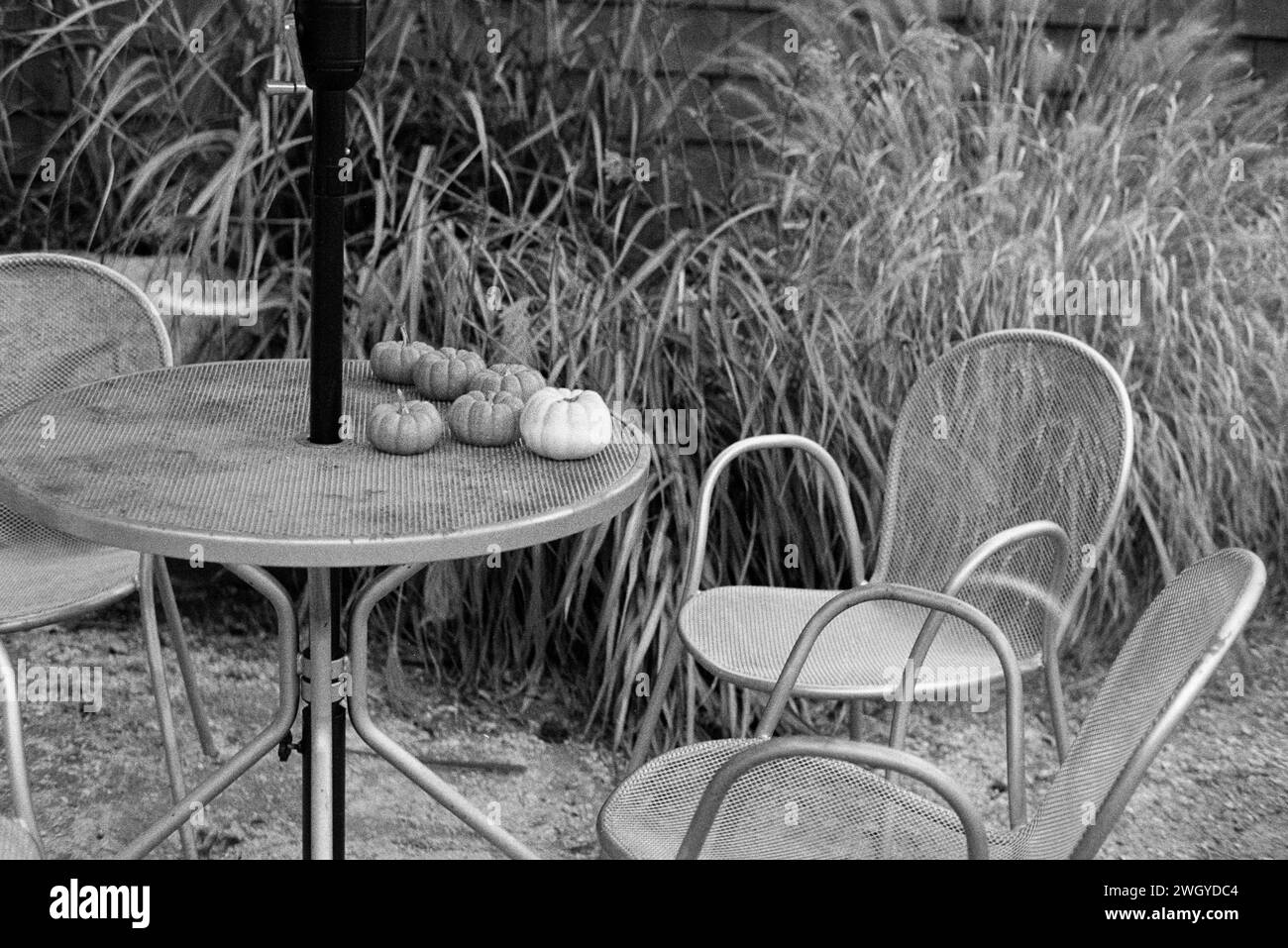 The Trustees DeCordova sculpture Park and Museum - Lincoln, ma. Citrouilles de vacances organisées sur une table de porche en métal entourée de chaises sur un p extérieur Banque D'Images