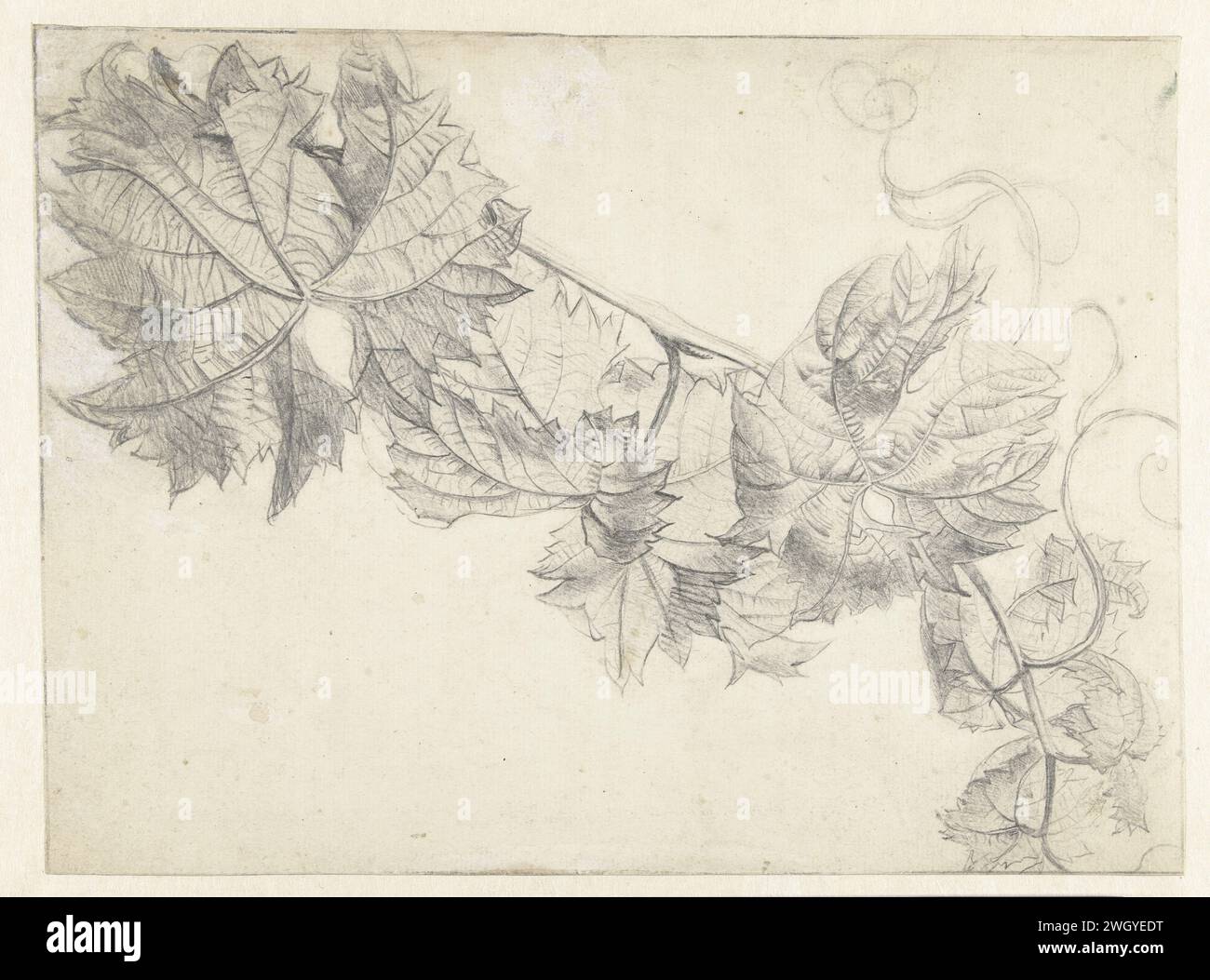 Tak avec Wingerd, Paul Theodor van Brussel, 1764 - 1791 papier à dessin. crayon de vigne-tendril, feuille Banque D'Images
