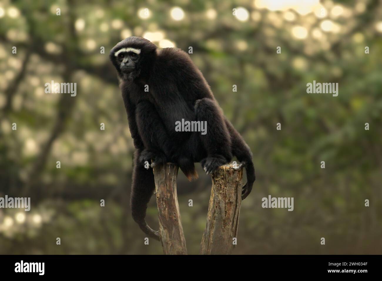 Le curieux Western Hoolock Gibbon assis sur le bloc de bois et regardant les visiteurs à l'intérieur d'un zoo Banque D'Images