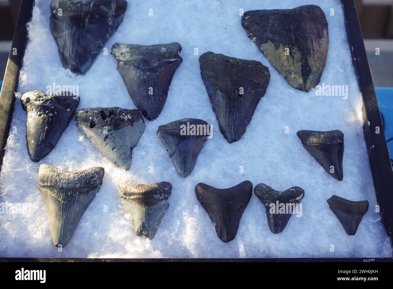 Dents de requin à vendre par un petit vendeur de marché en Floride Banque D'Images