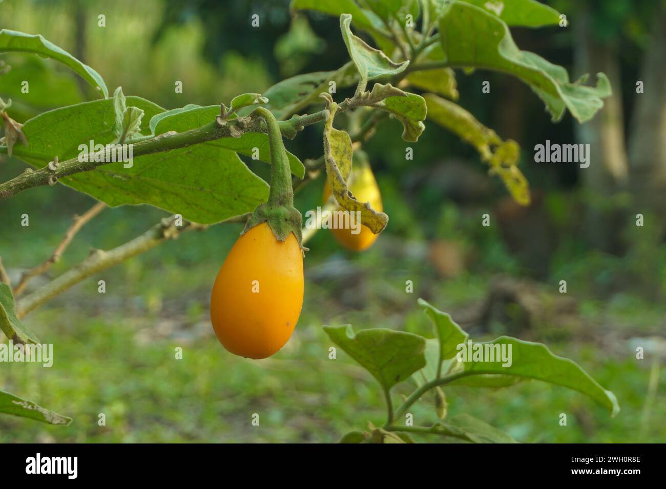 Fruit d'aubergine jaune et toujours sur l'arbre et exposé à des rafales de vent Banque D'Images