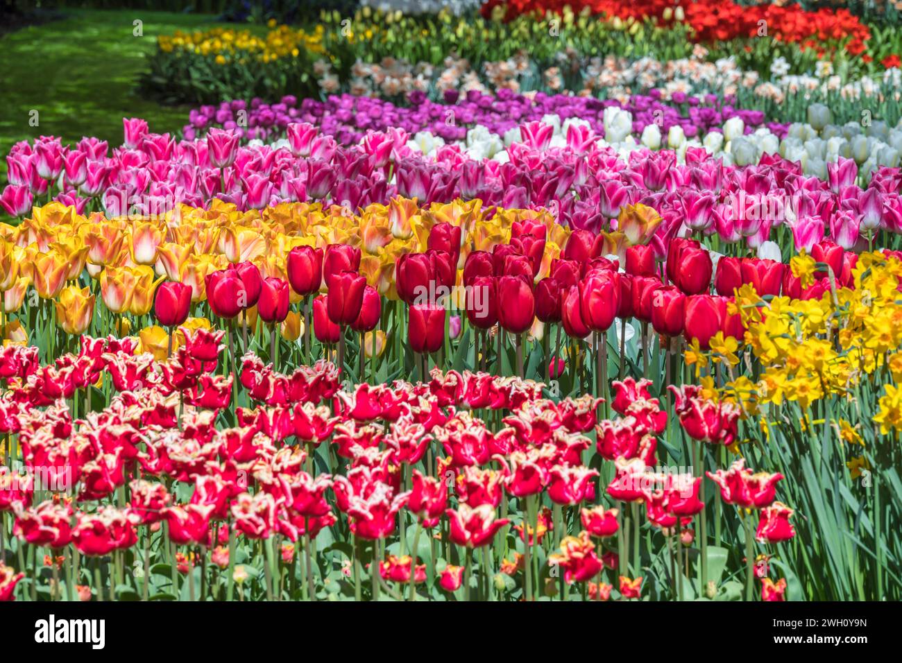 Champ de bulbe de tulipe de printemps dans le jardin à lisse près d'Amsterdam Hollande pays-Bas Banque D'Images