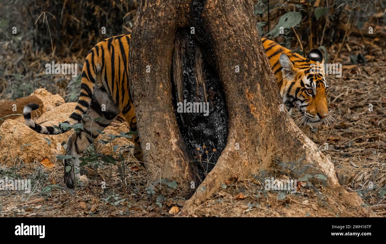 Tiger regarde curieusement dans le trou du tronc d'arbre au zoo Banque D'Images