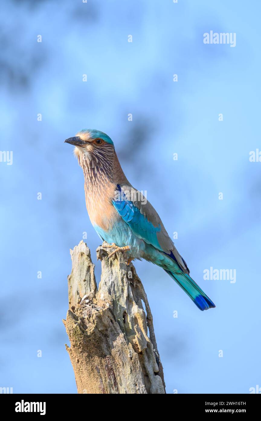 Un oiseau rouleau du Bengale perché sur un poteau, regardant vers l'avant Banque D'Images