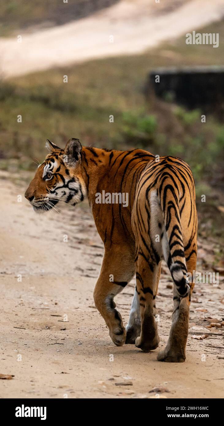 Tigre se promenant sur les pattes arrière vers l'objectif de la caméra sur la route Banque D'Images