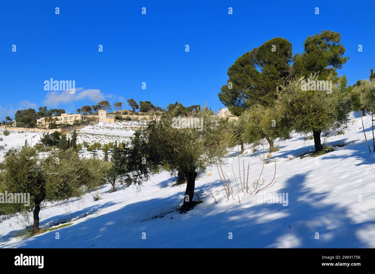 Espace extérieur enneigé avec des arbres sur un ciel bleu vif : Mont des oliviers , Jérusalem Banque D'Images