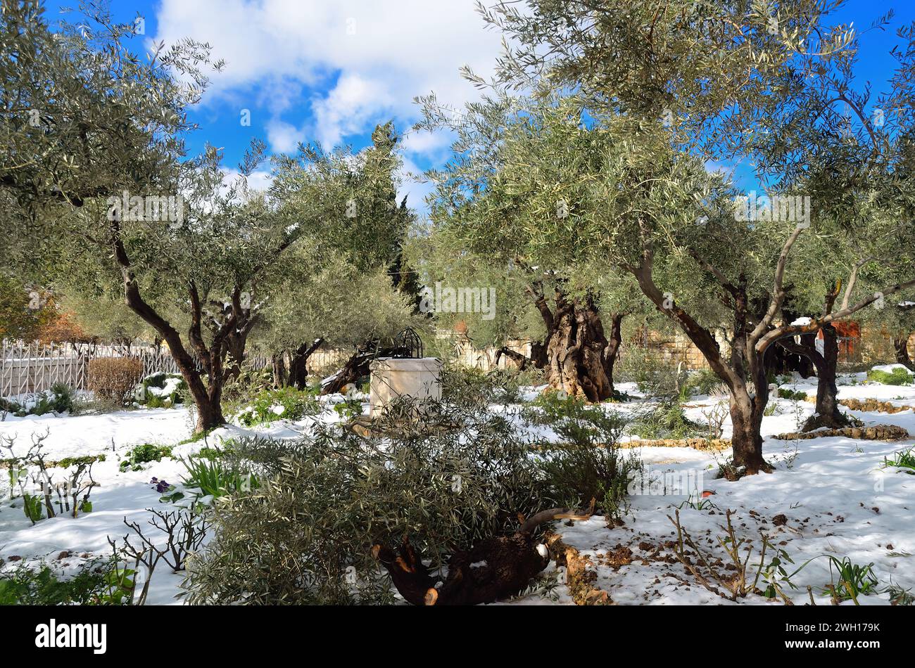 Espace extérieur enneigé avec des arbres sur un ciel bleu vif : Mont des oliviers , Jérusalem Banque D'Images
