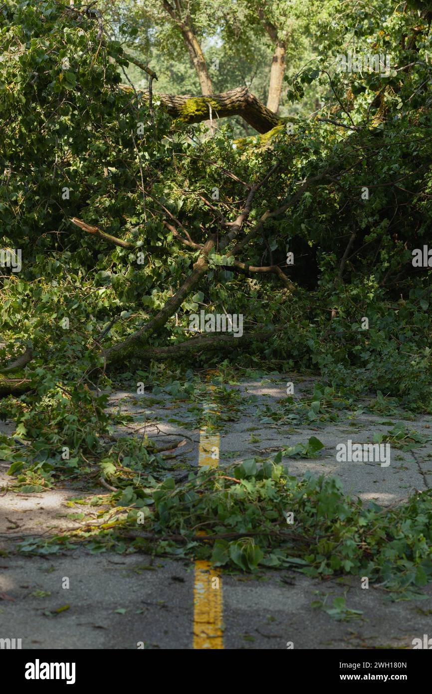 Arbres tombés bloquant la piste cyclable dans le parc, grande tempête après Banque D'Images