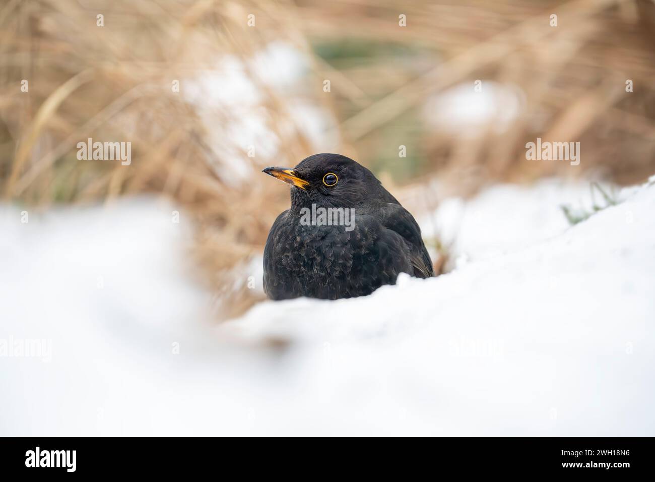Oiseau noir commun dans la neige, Turdus merula Banque D'Images