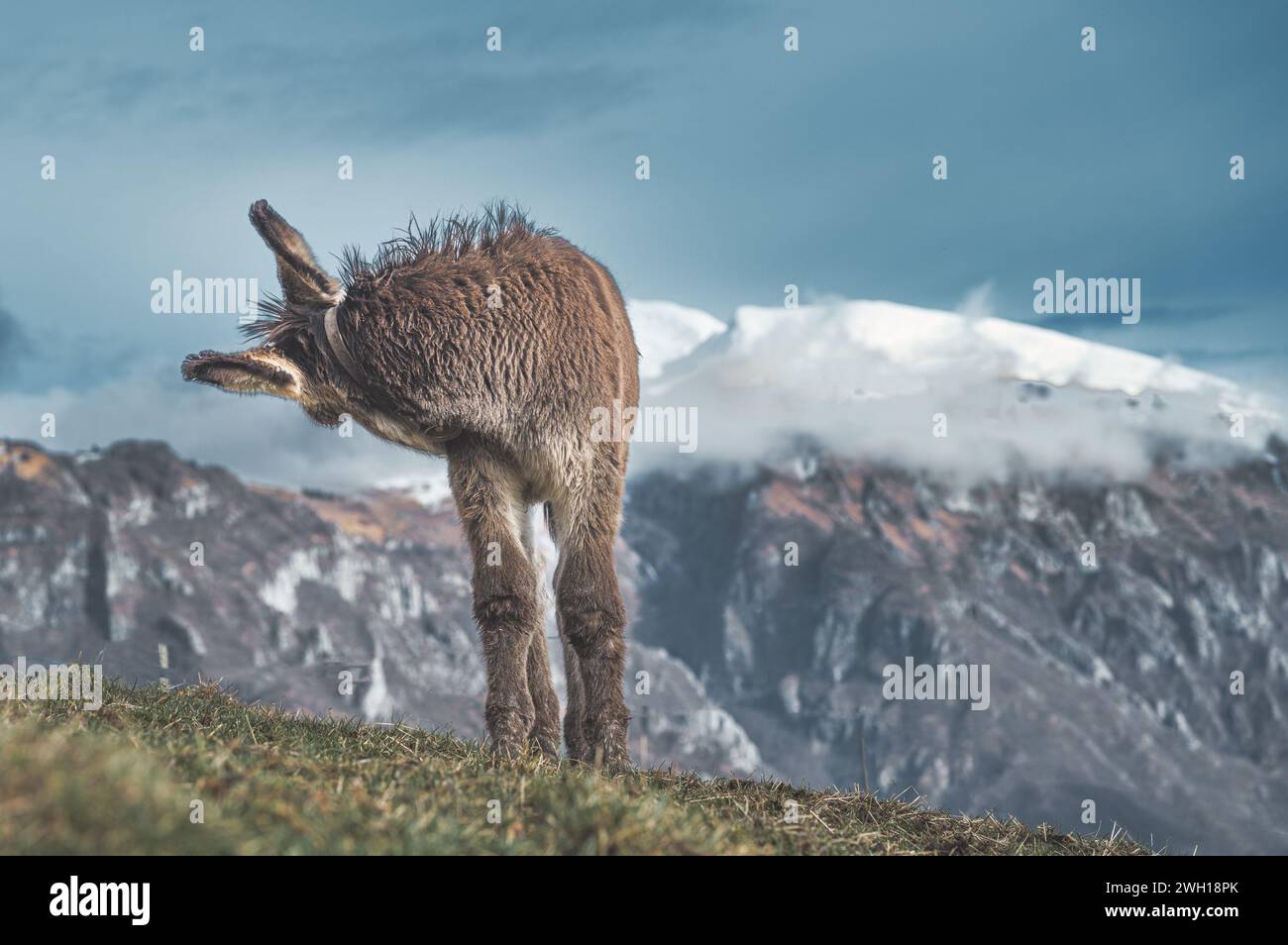 Un petit cheval sur les prairies de montagne tourne autour dans les Alpes italiennes Banque D'Images