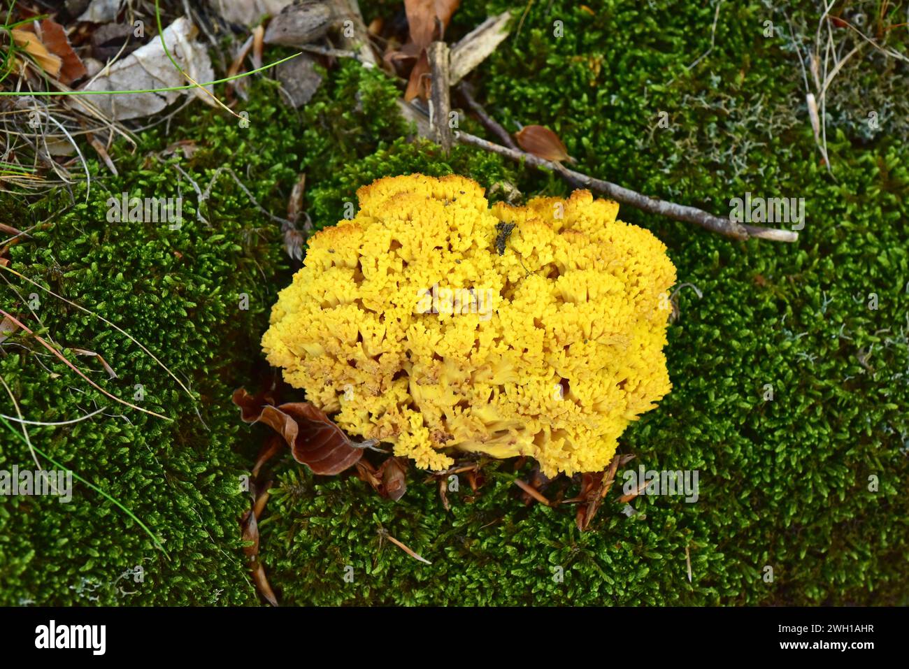 Le champignon de corail (Ramaria flava) est un champignon comestible. Cette photo a été prise dans la réserve de biosphère de Montseny, province de Barcelone, Catalogne, Espagne. Banque D'Images