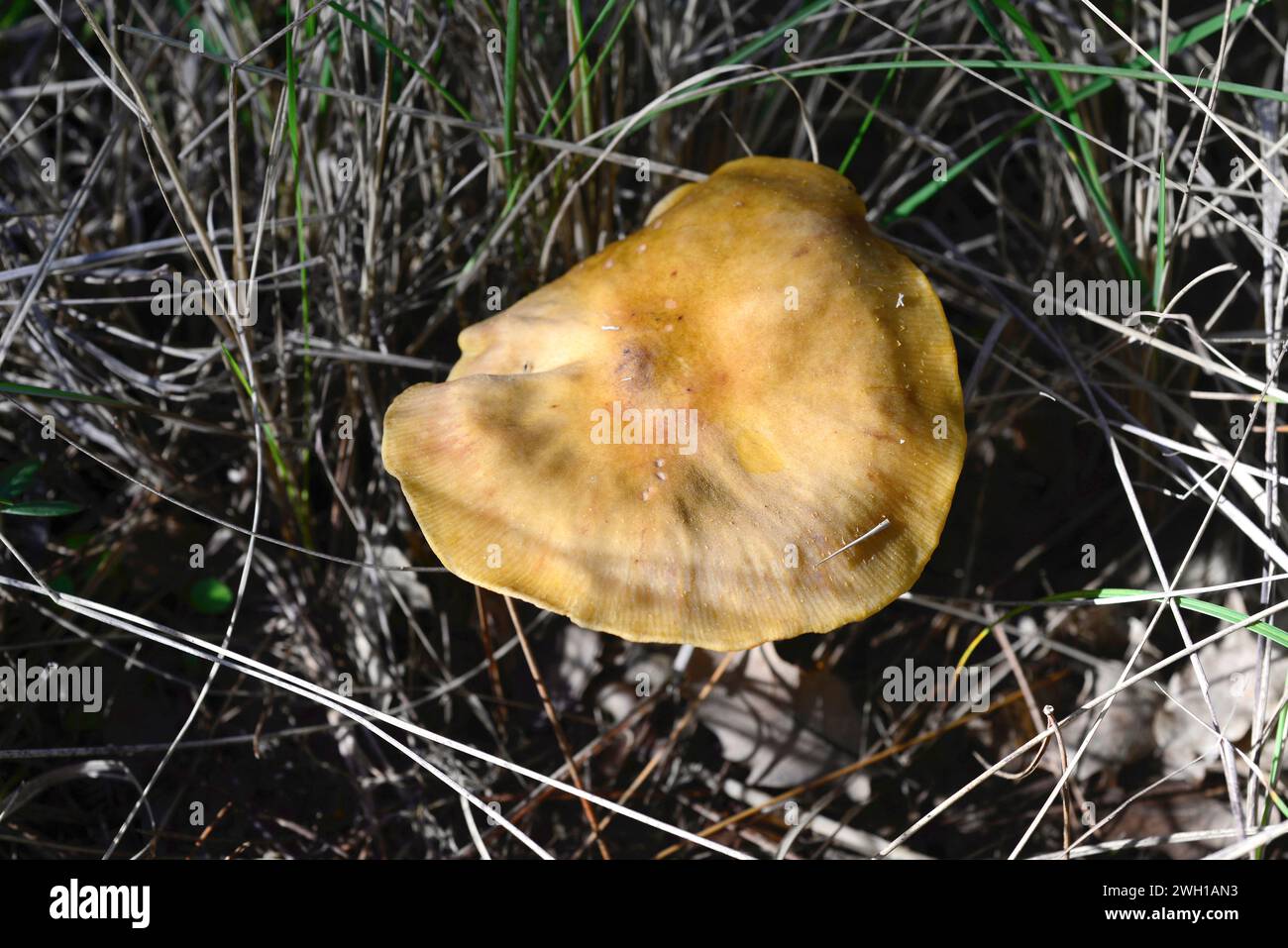 La russula puante (Russula foetens) est considérée comme non comestible mais appréciée en Europe de l'est après avoir été correctement préparée. Cette photo a été prise près de la Llac Banque D'Images
