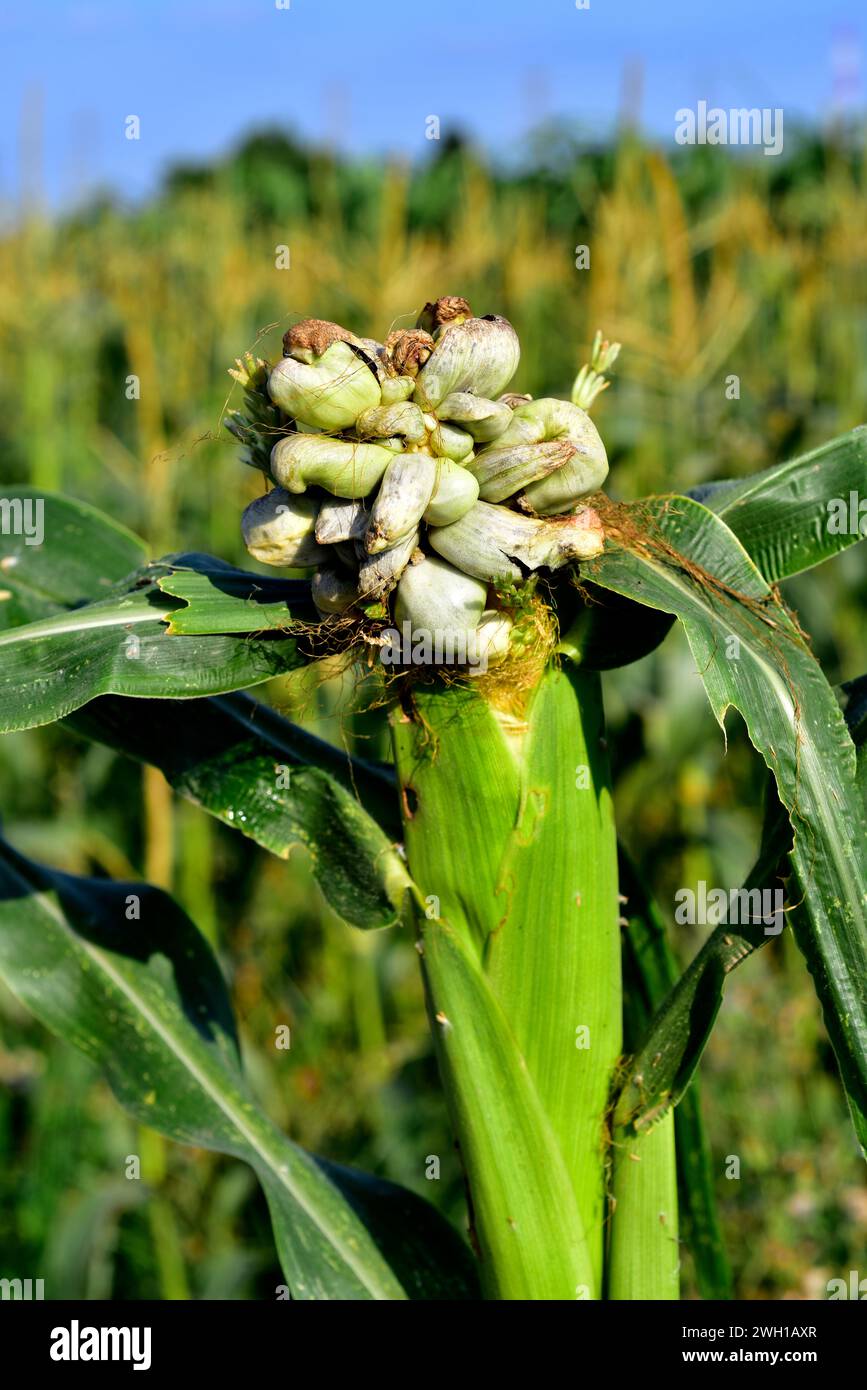 Le charbon de maïs (Ustilago maydis) est un champignon parasite du maïs. Est un champignon comestible très apprécié au Mexique connu sous le nom de huitlacoche. Cette photo a été prise à de Banque D'Images