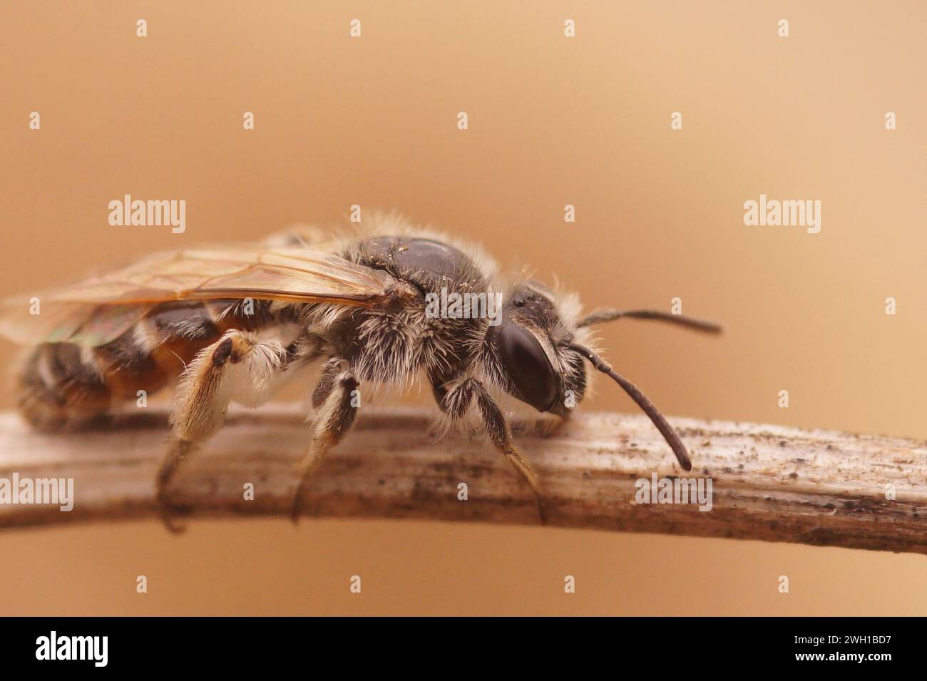 Gros plan DNatural sur une abeille mineure femelle à ventre rouge, Andrena ventralis sur un morceau de bois Banque D'Images