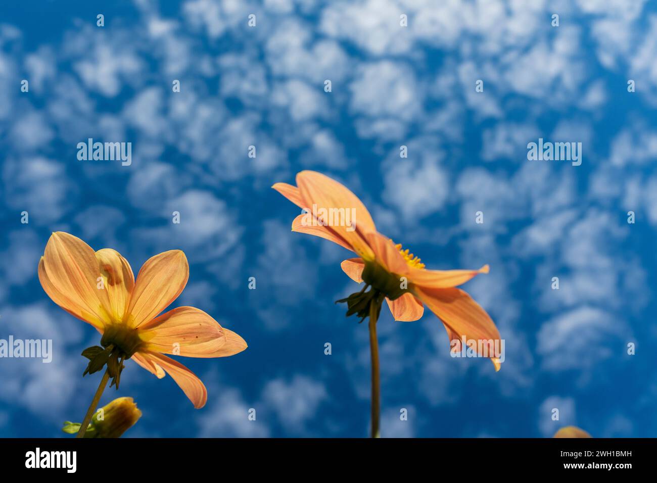 Vue des nuages de Cirrocumulus avec des plantes de dahlia en fleurs Banque D'Images