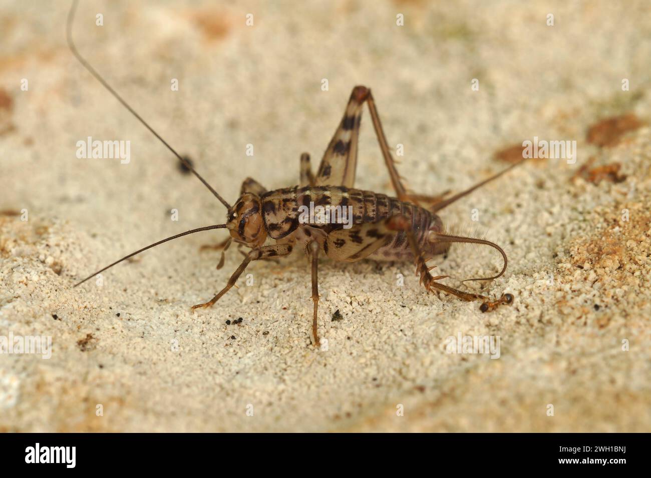 Gros plan détaillé sur une crevette-cricket commune méditerranéenne, Gryllomorpha dalmatina dans le Gard, France Banque D'Images