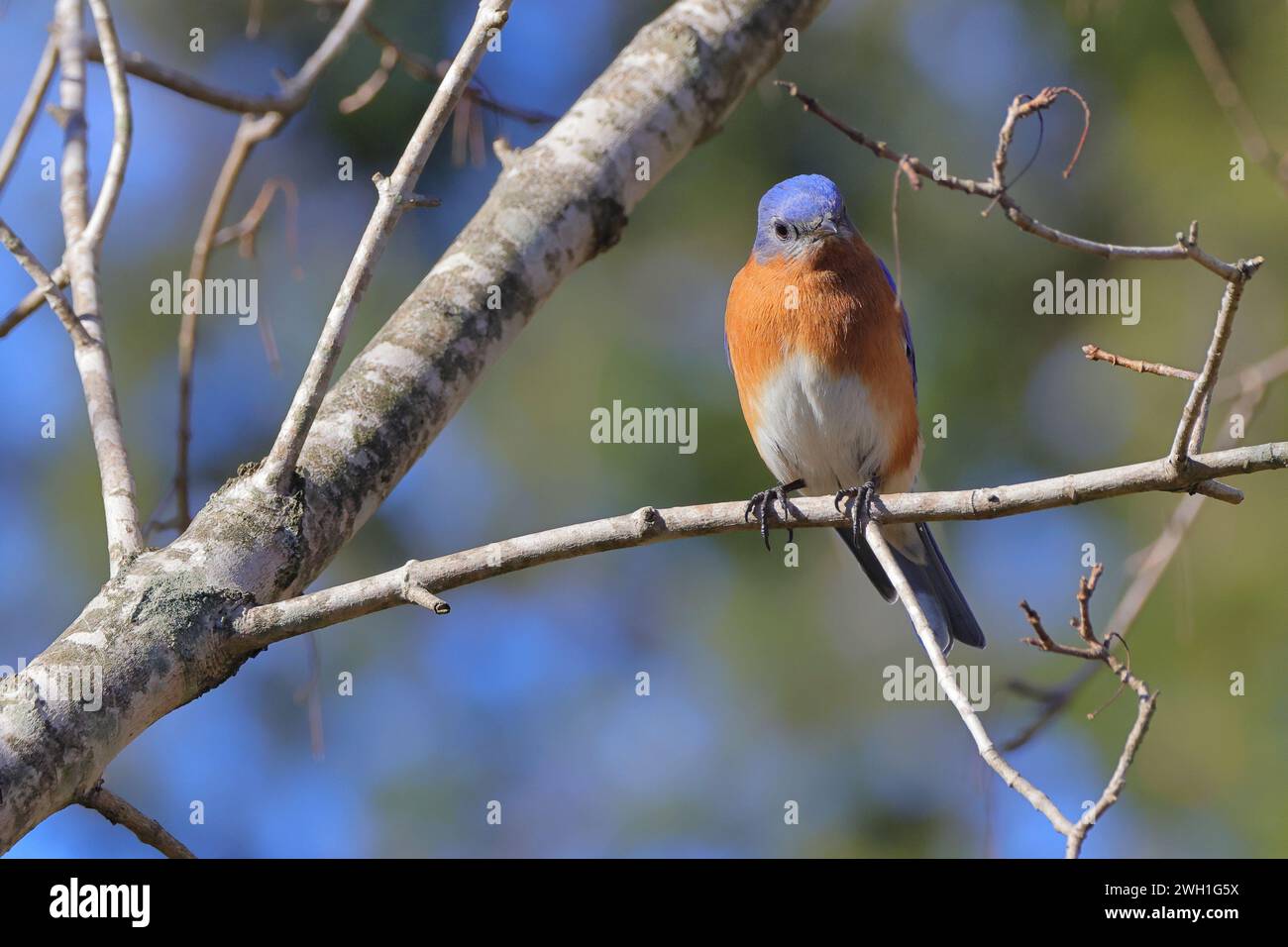 Un gros plan d'un bleuet de l'est (Sialia sialis) perché sur une branche d'arbre Banque D'Images