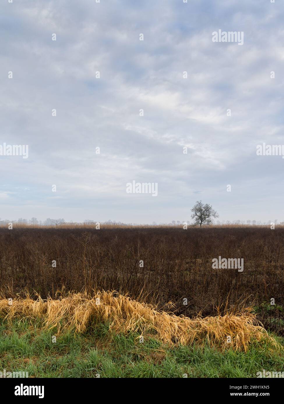 Champs et prairies près d'Arles (France) par un matin nuageux en hiver Banque D'Images