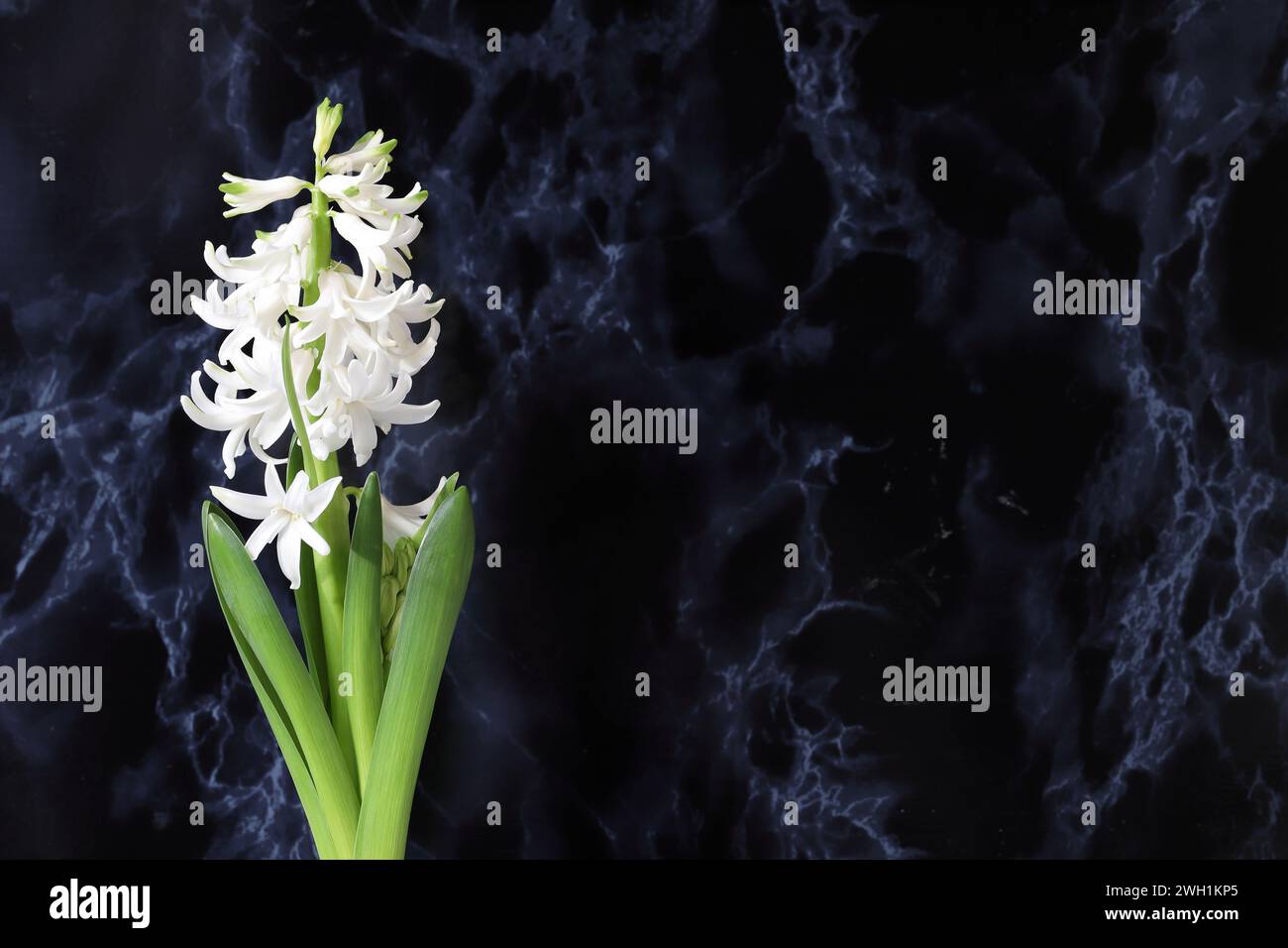 Gros plan d'une belle jacinthe blanche sur fond sombre, espace de copie Banque D'Images