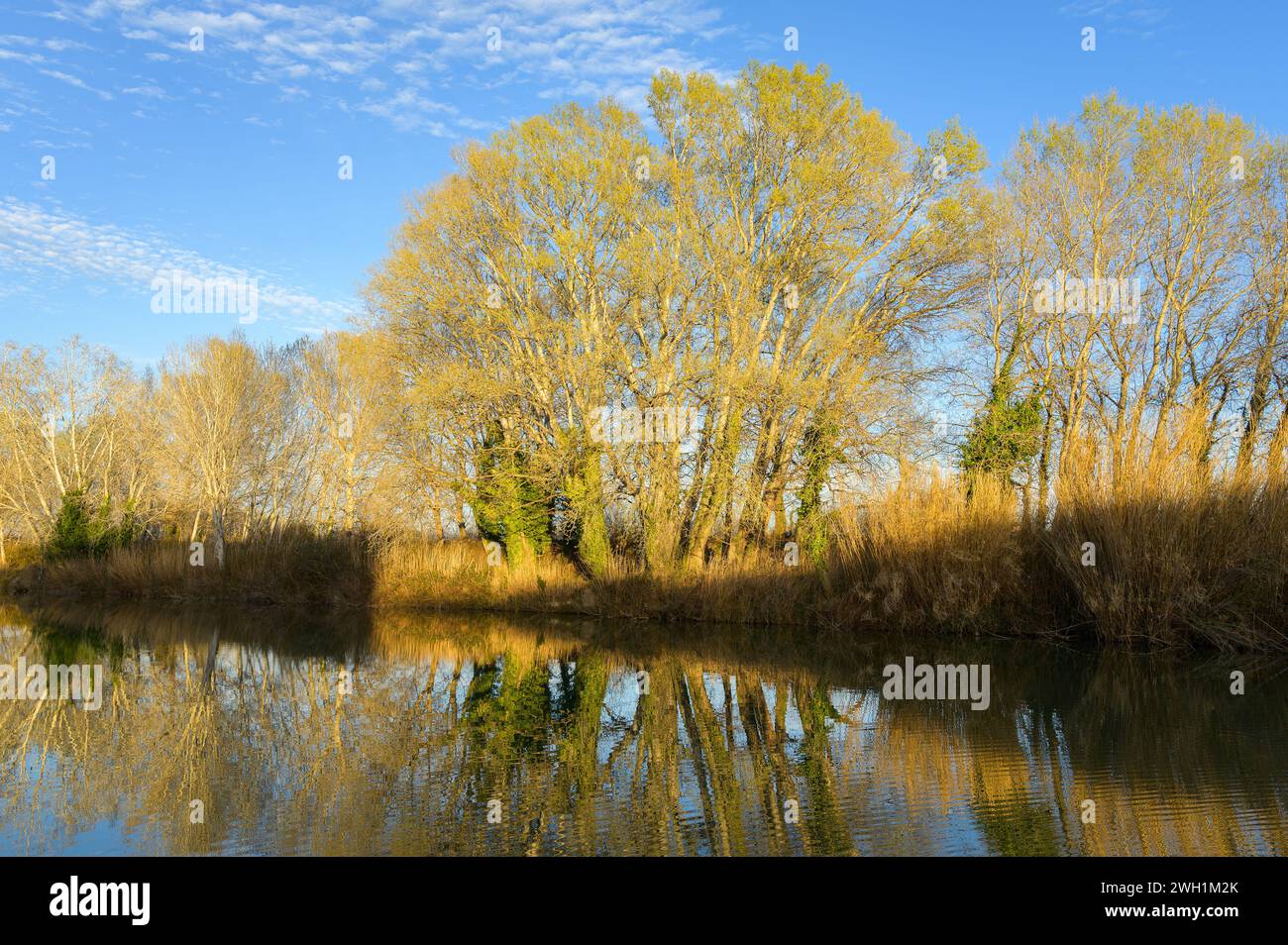 Canal avec arbres près d'Arles (France) par une soirée ensoleillée en hiver Banque D'Images