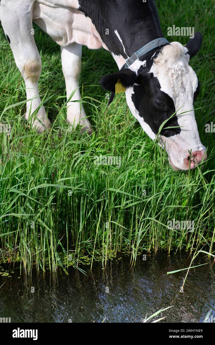 La vache noire et blanche avec un collier mange l'herbe longue et juteuse au bord d'un fossé Banque D'Images