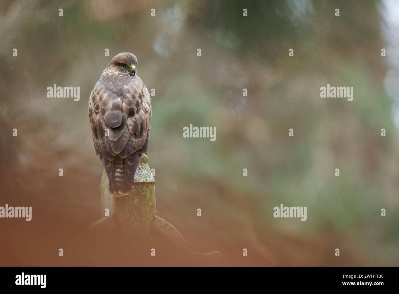 Buzzard perché sur la pierre tombale dans le cimetière Banque D'Images