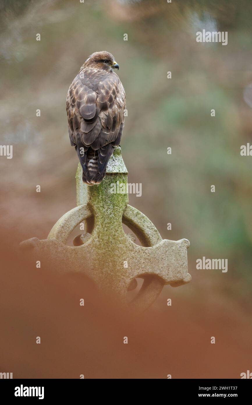 Buzzard perché sur la pierre tombale dans le cimetière Banque D'Images