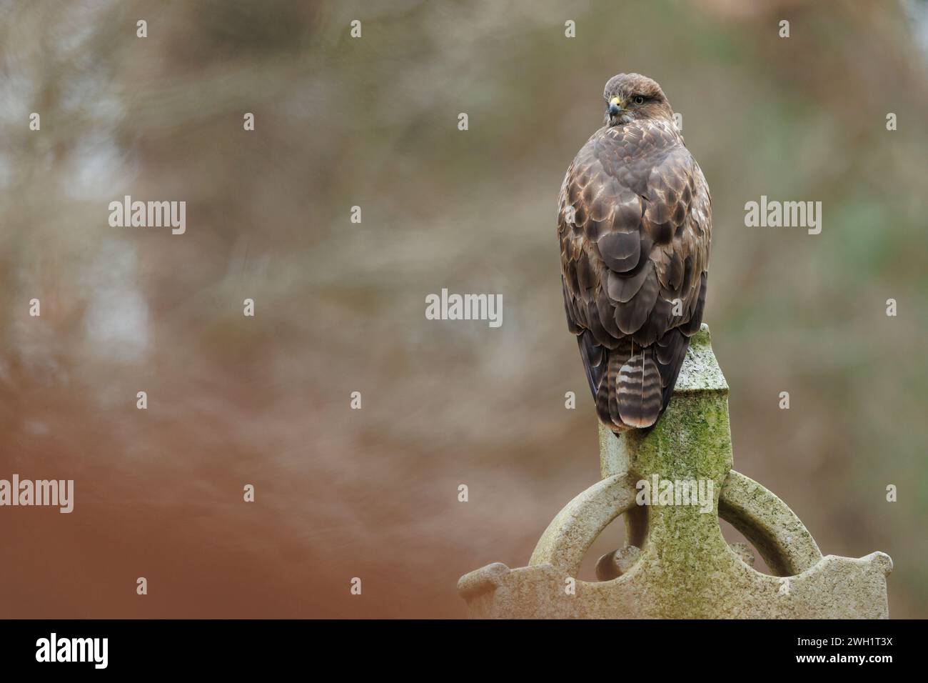 Buzzard perché sur la pierre tombale dans le cimetière Banque D'Images