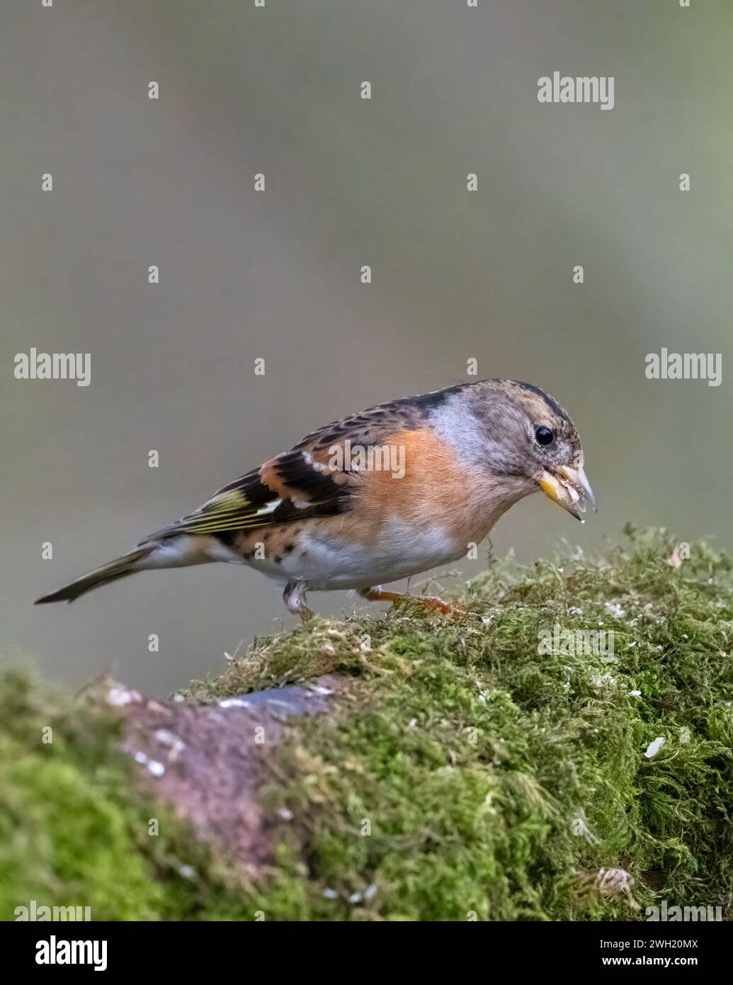 Un beau Brambling, (Fringilla montifringilla), perché sur une branche couverte de mousse Banque D'Images