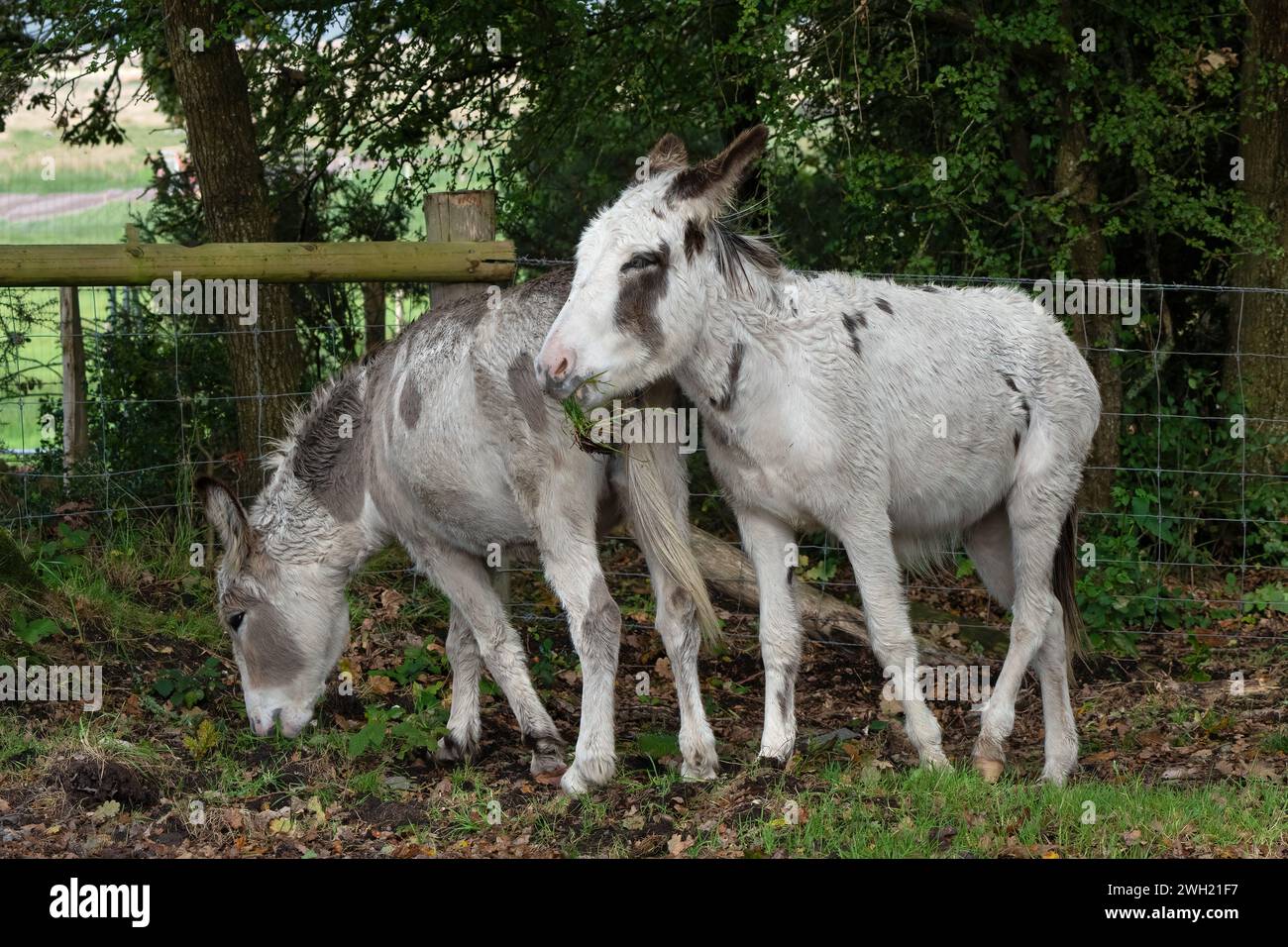 Donkeys-Equus asinus dans un champ près de Arne, Dorset, Angleterre, Royaume-Uni Banque D'Images